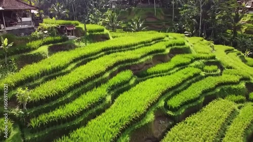 Bali's Lush Rice Terraces: Aerial View of Tegalalang's Vibrant Green Fields