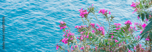 Pink bougainvillea flowers on a blue sea background, free space