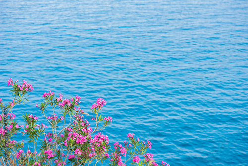 Pink bougainvillea flowers on a blue sea background, free space