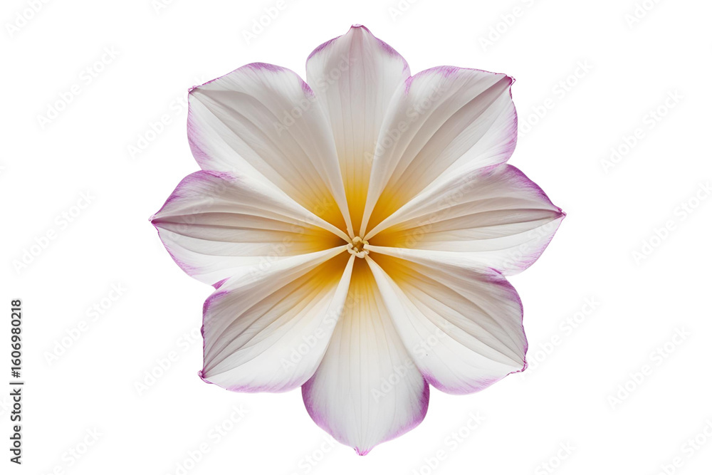 Fototapeta premium A beautiful symmetrical flower with white and yellow petals tipped in purple, isolated on a white transparent background.