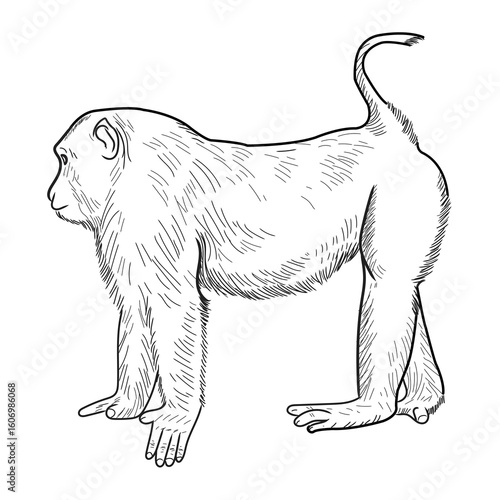 Rhesus monkey or Indochinese rhesus macaque hand-drawn style vector illustration, cartoon clipart character, animal in flat style. Wild animals, wild creatures, wildlife concept. 