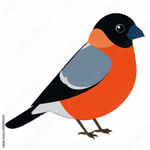 Vector art of a colorful bullfinch bird illustration isolated on white background