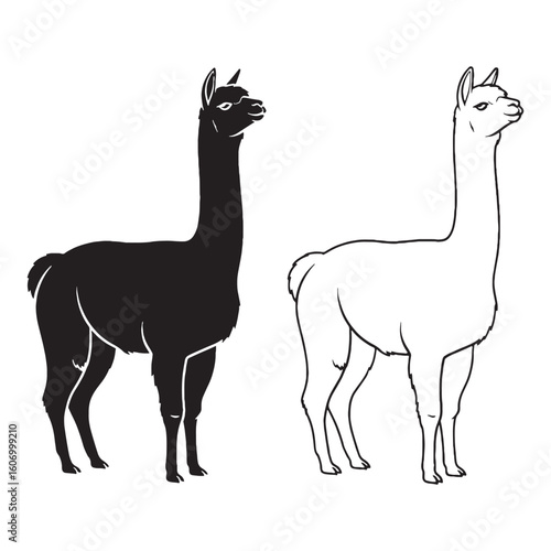 An Alpaca Contour Duo - Quiet Presence - Curious Look - Alpaca silhouette - Alpaca lineart - Alpaca vector - vector set of Alpaca

