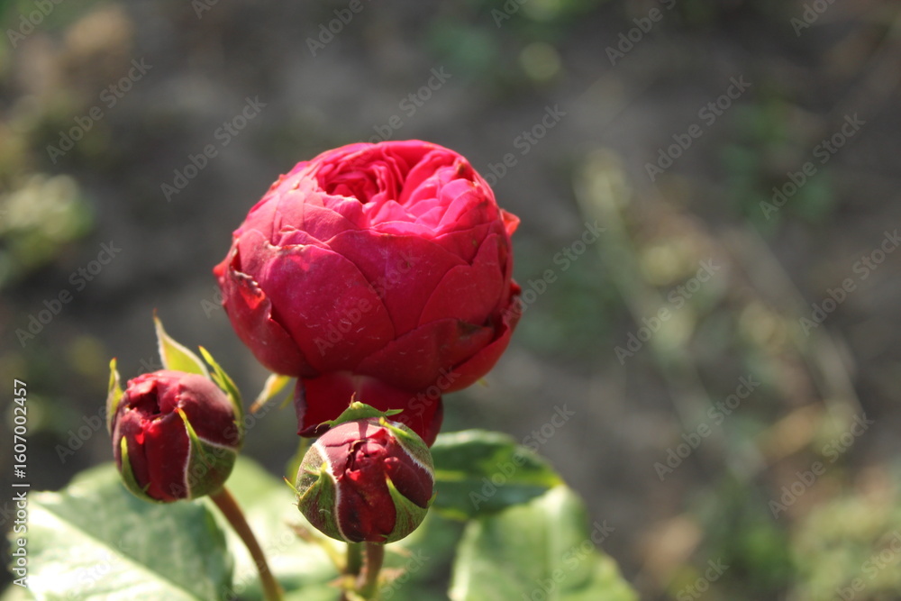Obraz premium red rose in a delicate bud