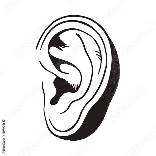 Human Ear Anatomy Illustration Detailed Drawing