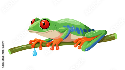 Red eyed tree frog vector illustration amphibian tropical rainforest animal wildlife exotic clipart drawing art