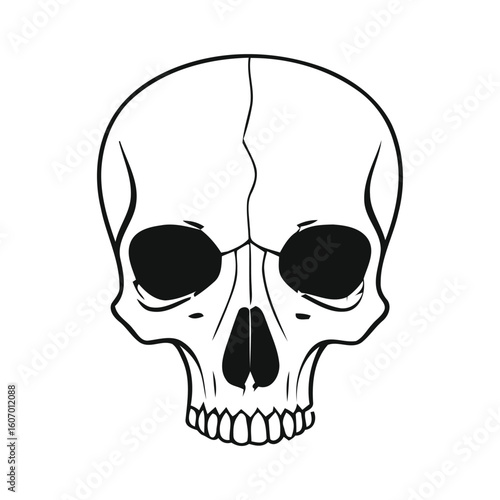 Detailed outline drawing of a human skull facing forward