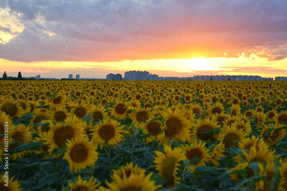 Fototapeta premium A wide sunflower field against the backdrop of city buildings and a picturesque sunset. Beautiful contrast between nature and urban landscape. Summer atmosphere, warmth, harvest, and sunlight.