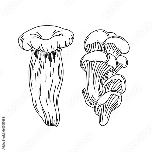 Line art vector set of oyster mushrooms on white background
