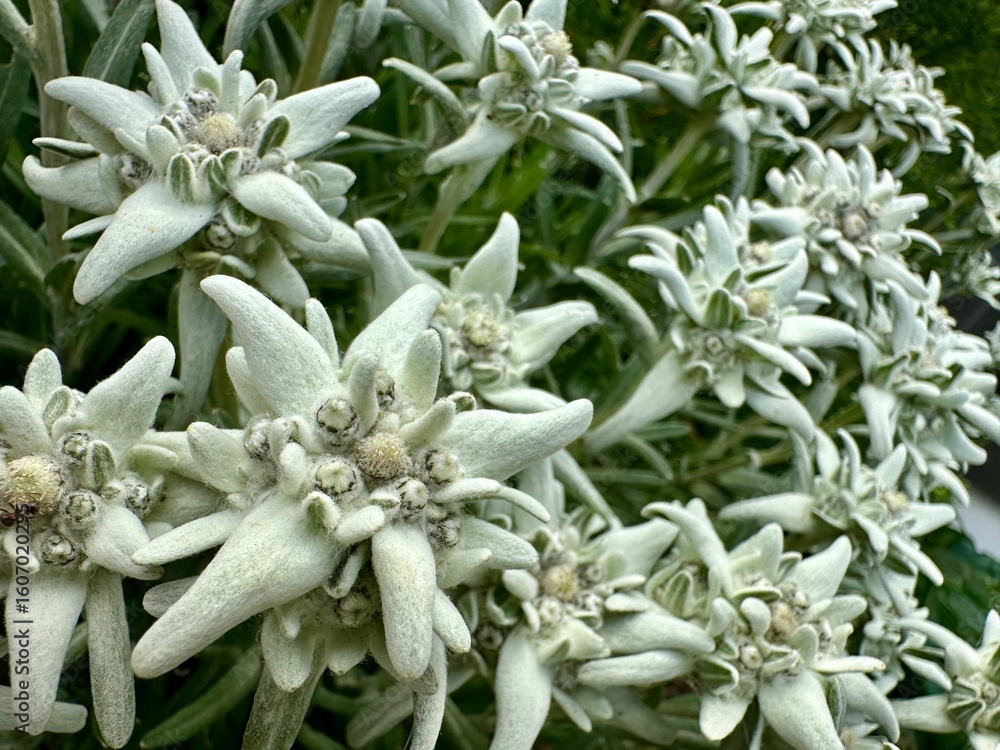 Obraz premium Edelweiss