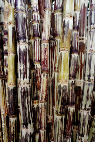 Fresh purple sugarcane stalks ready for processing