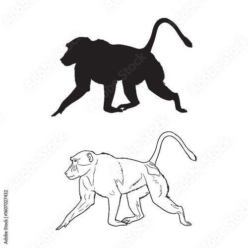Baboon Illustration Assets - Clever Forager - Sharp Teeth - Baboon silhouette - Baboon lineart - Baboon vector - silhouette & lineart of Baboon

