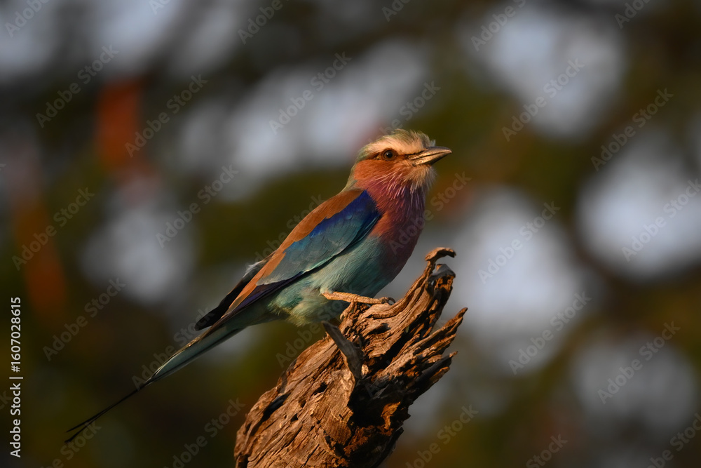 Fototapeta premium Lilac-breasted roller on dead stump in sunshine