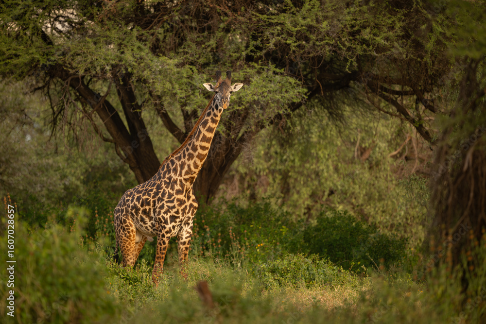Male Masai giraffe stands carrying red-billed oxpecker Male Masai giraffe stands carrying red-billed oxpecker