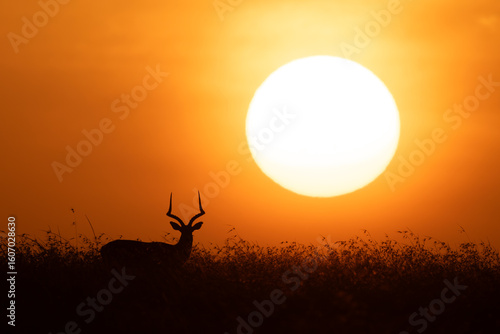 Impala stands near sun on grassy horizon