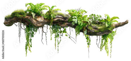 Fototapeta Naklejka Na Ścianę i Meble -  A mossy log with cascading greenery