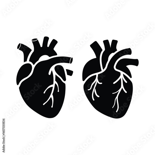 Anatomical heart vector graphics for medical presentations and educational materials, cardiology design