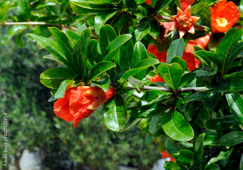 Blüten der Granatapfel
