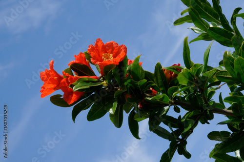 Punica granatum