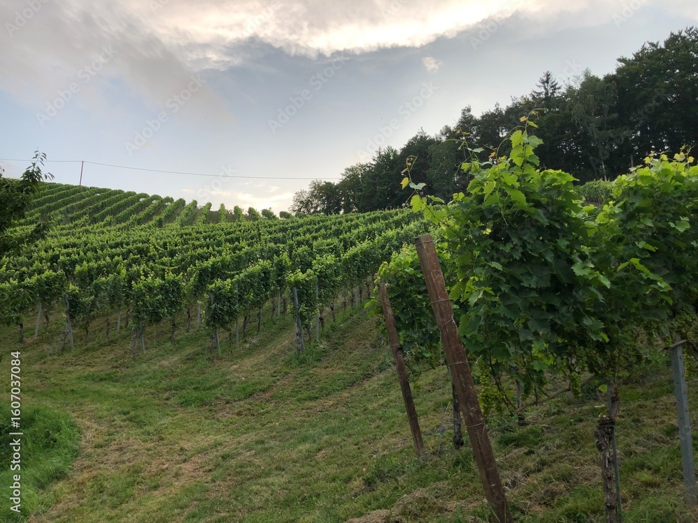 Obraz premium Weinreben in der Steiermark