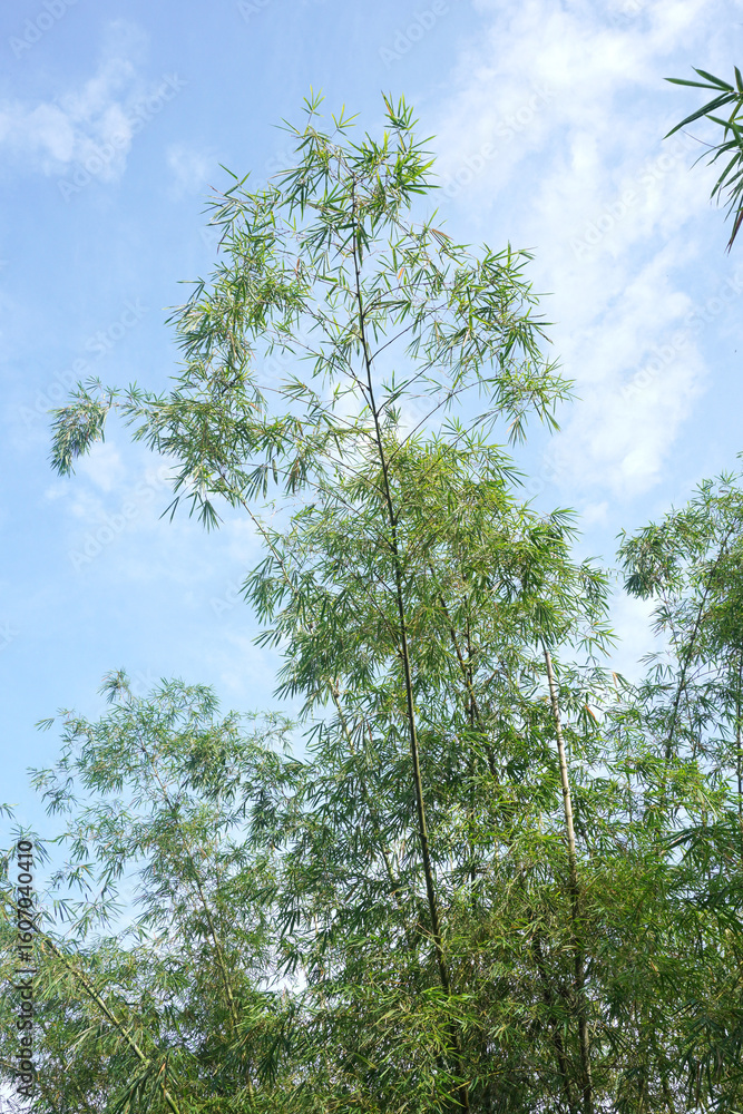 Fototapeta premium Lush bamboo grove creates a peaceful, natural scene perfect for wellness and eco-conscious design