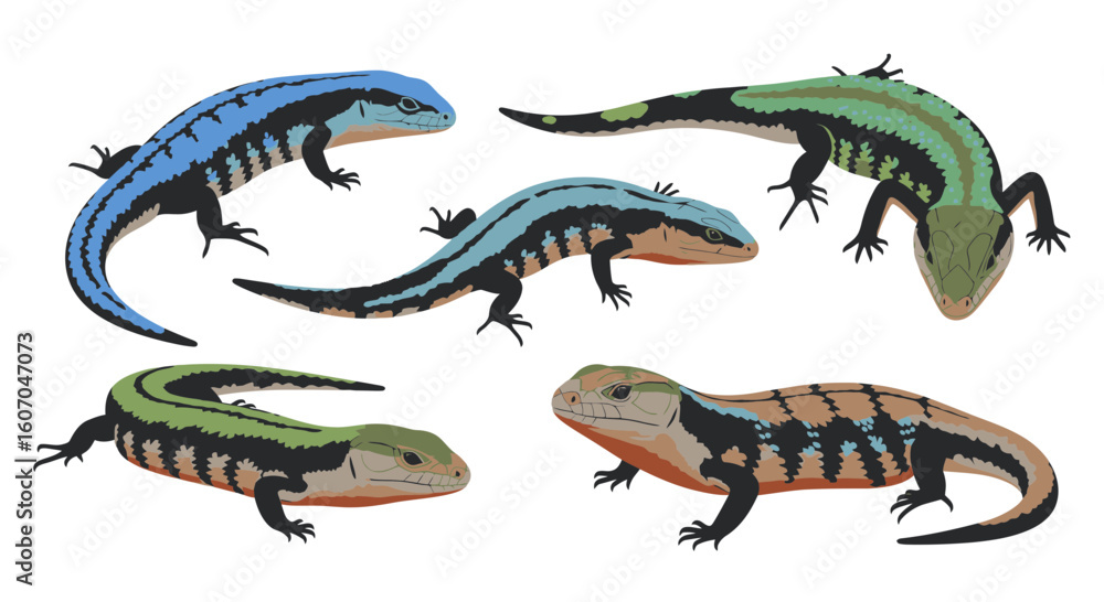 Fototapeta premium Blue-tongue skinks in various poses and colors on white background 