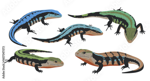Blue-tongue skinks in various poses and colors on white background  