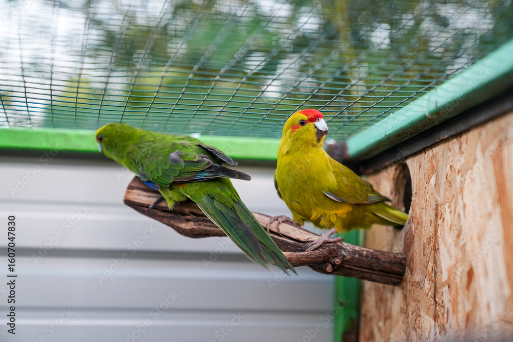 Obraz premium Two Yellow and Green Parrots on Branch, Bird Friends