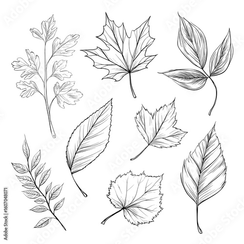 A modern set of hand-drawn black outlines in Doodle style features various types of leaves including oak, maple, birch, Rowan, and aspen on a white background
