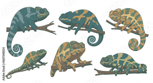 Colorful chameleons perched on branches in various poses  