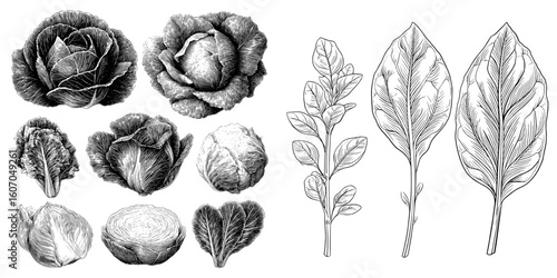 Modern illustration presents a hand-drawn black line sketch of various herbs and salad greens, such as spinach, basil, lettuce, and kale leaves, on a white background