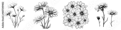 A set of daisy flowers is depicted in a doodle style, with a sketch created from black lines, forming a modern illustration isolated on a white background