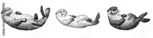 The image of an otter swimming on its back is presented in a black and white hand drawn style, with a scratch board imitation effect