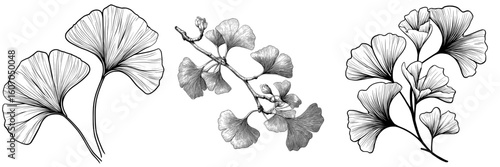 Ginkgo biloba plant graphic black white isolated set illustration modern’ becomes ‘Modern illustration of isolated Ginkgo biloba plant in black and white graphics