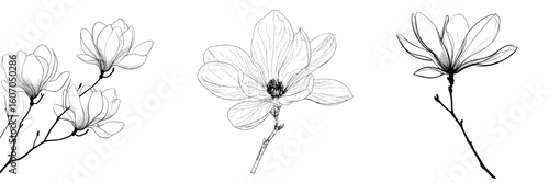 The magnolia flower is illustrated in a modern style using continuous line art, with a minimalist black linear sketch on a white background