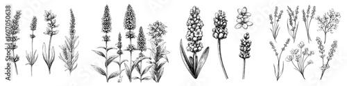 A bundle of modern illustrations featuring lavender flowers on a white background is included in this set of elements