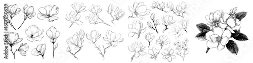 A collection of floral elements featuring linear sketches of magnolia flowers in a hand-drawn style with black and white line illustrations on a white background, presented in a modern illustration