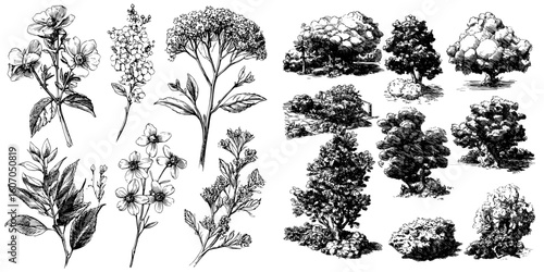 A set of graphic templates and hand drawn sketches of various shrubs
