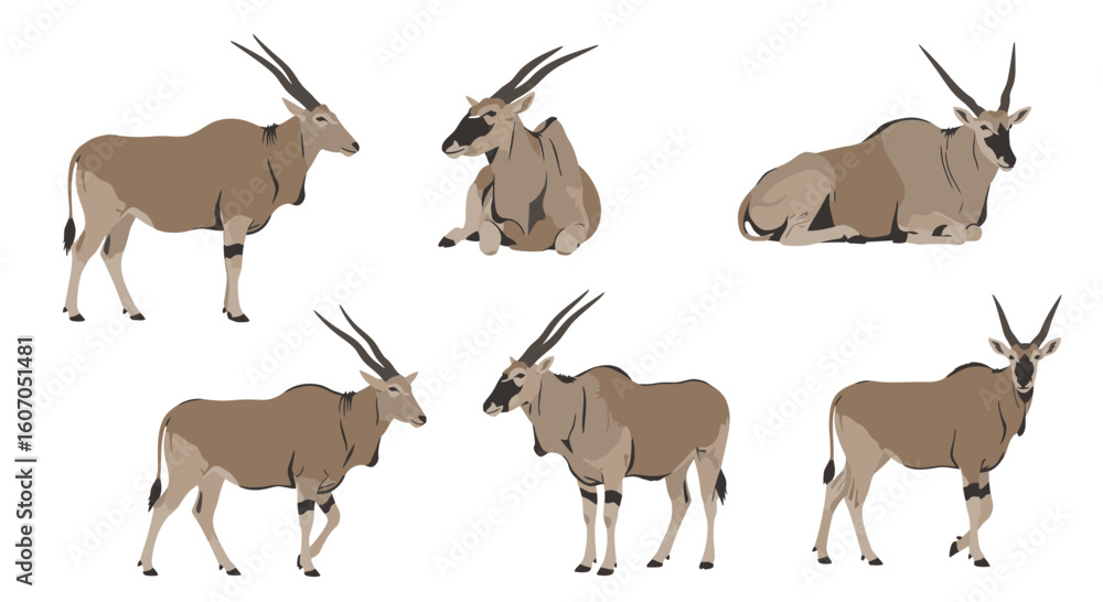 Obraz premium Group of eland antelopes in various poses and orientations 