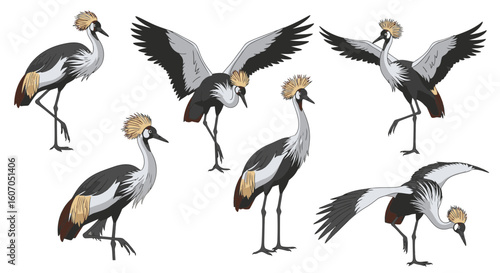 Crowned cranes in various poses showcasing unique behaviors  