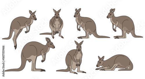 Various poses of Eastern Grey Kangaroo illustrations  