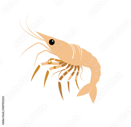 shrimp vector illustration
