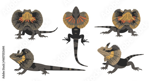 Frilled lizard illustrations in various poses with distinctive frills  