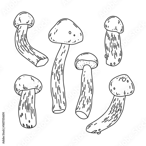 Vector line art illustration of forest mushrooms aspen boletes on white background