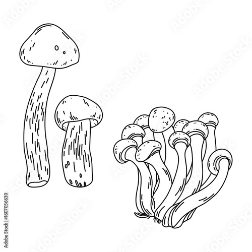 Vector line art of forest mushrooms aspen boletes and honey mushrooms on white background