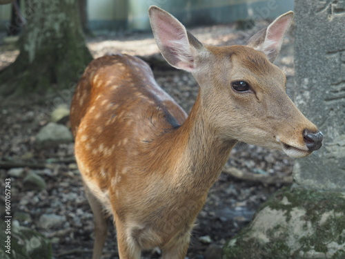 奈良公園の鹿