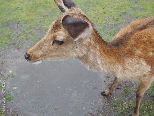 奈良公園の鹿