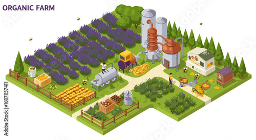 Isometric organic lavender farm with honey extraction and distillery