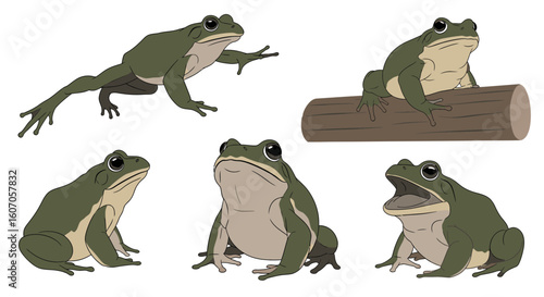 Goliath frog illustrations in various poses on white background  