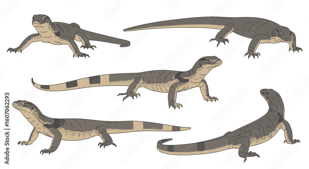 Fototapeta premium Nile Monitor lizard illustrations in various poses and angles